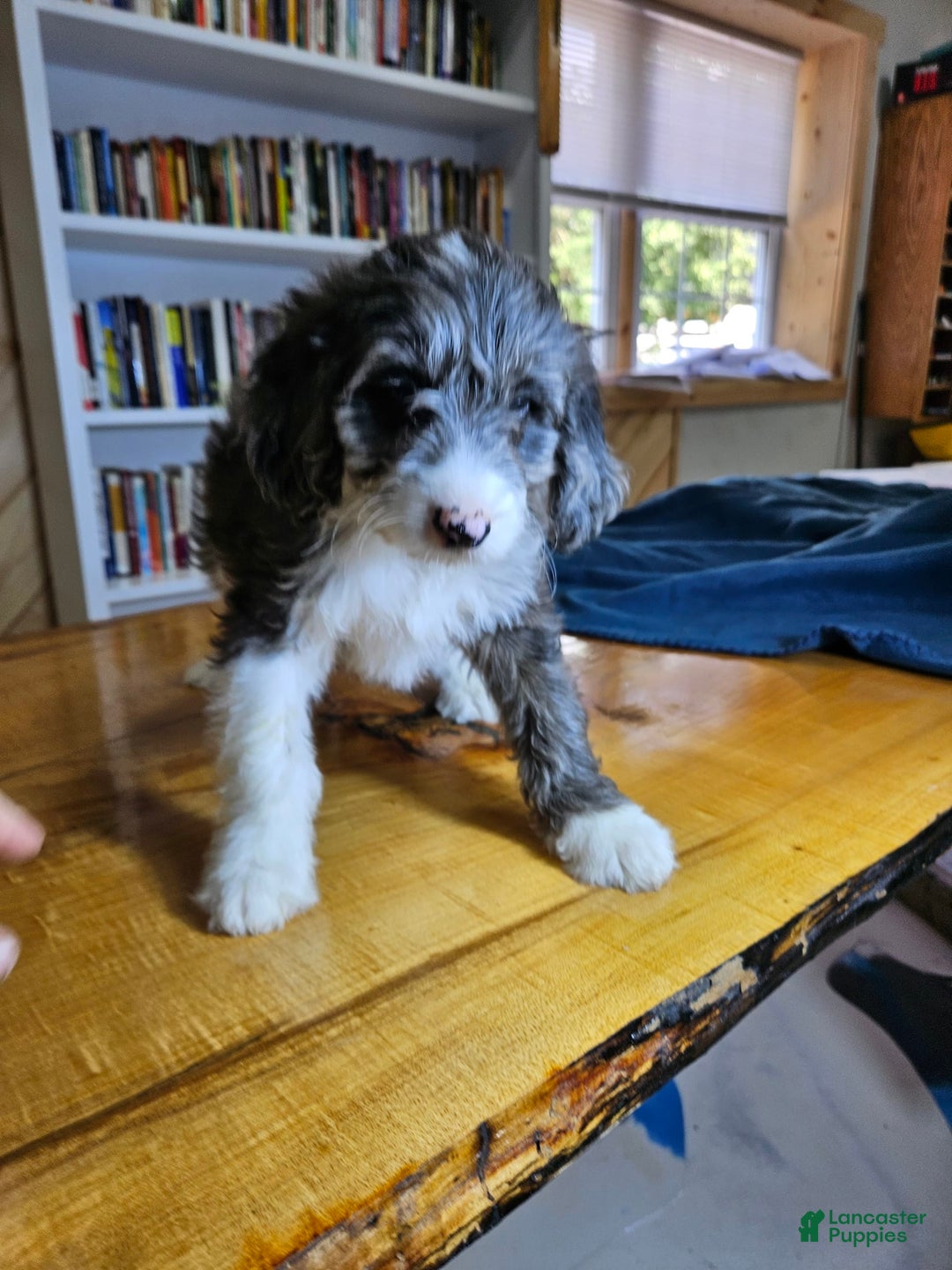 Portuguese Water Dog dogs for sale: Grayson - Image 3