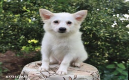 American Eskimo dogs for sale: Skipper - Image 2