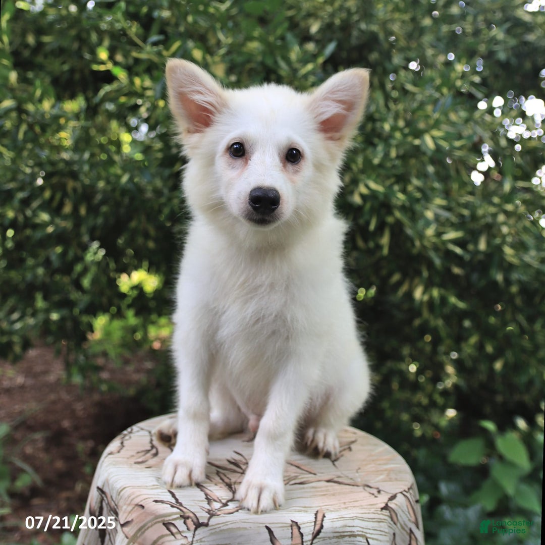 American Eskimo dogs for sale: Skipper - Image 2