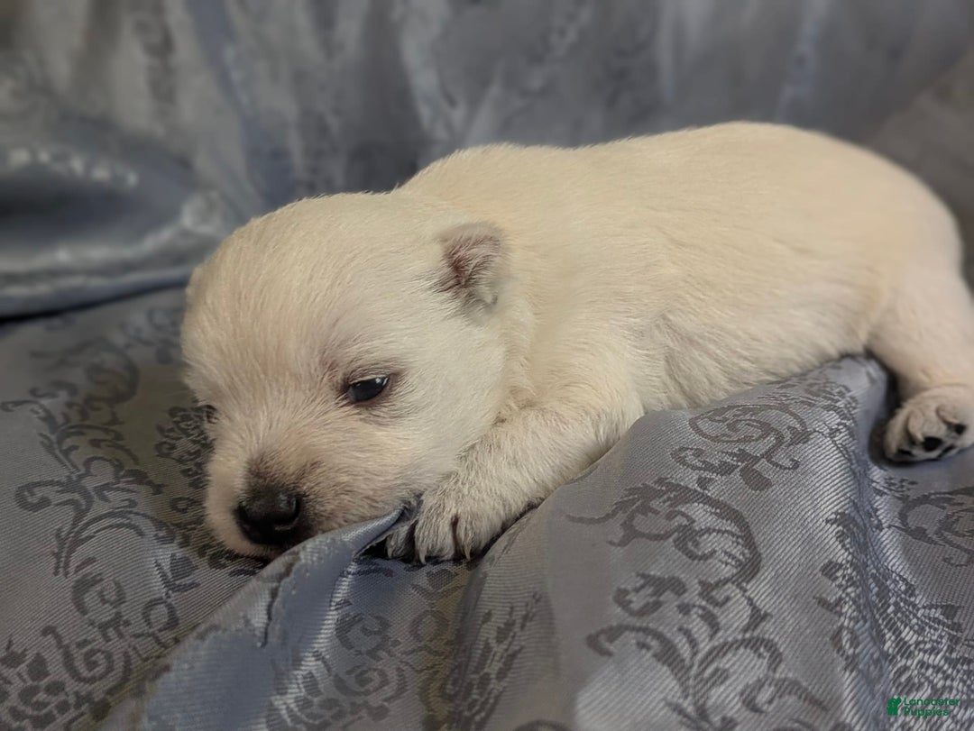 West Highland Terrier dogs for sale: Chip - Image 4