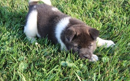 Akita dogs for sale: Mac - Image 5