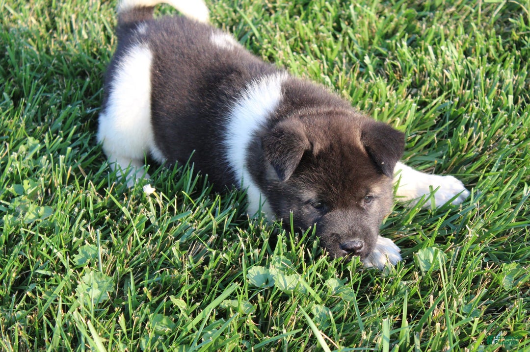 Akita dogs for sale: Mac - Image 5