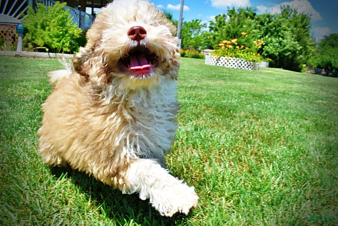 Havapoo dogs for sale: Webster - Image 17