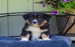Australian Shepherd dogs for sale: Lark - Image 3