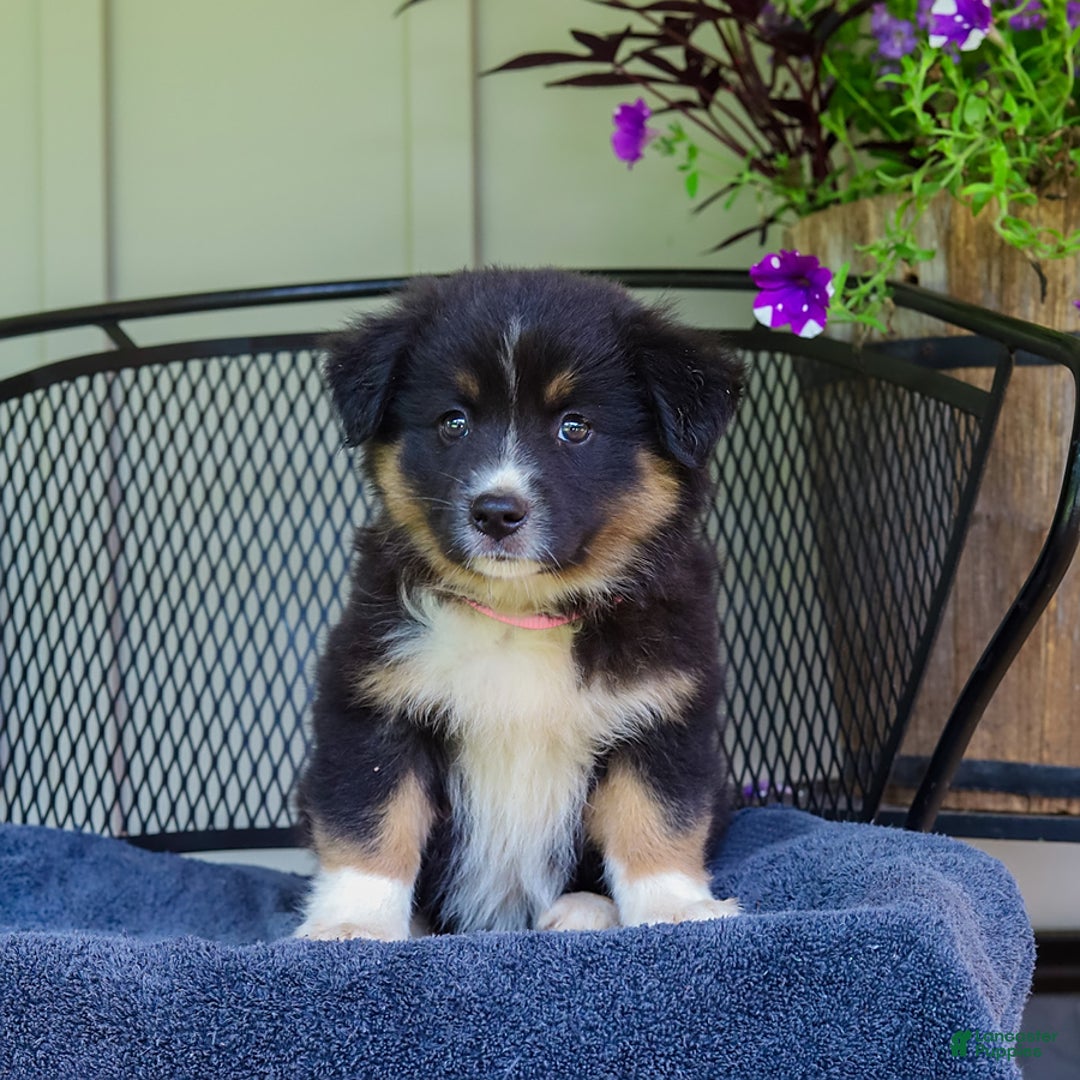 Australian Shepherd dogs for sale: Lark - Image 3