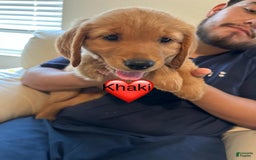 Golden Retriever dogs for sale: Khaki - Image 1