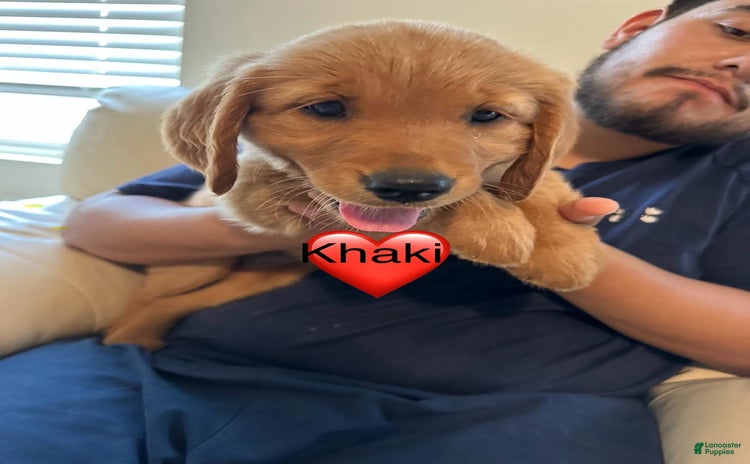 Golden Retriever dogs for sale - Ad 1