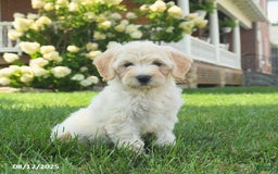 Mini Goldendoodle dogs for sale: Hazel - Image 1