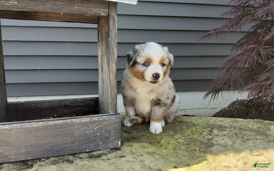 Miniature Australian Shepherd dogs for sale: Chase - Image 1