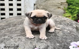 Pug dogs for sale: Bobby - Image 3