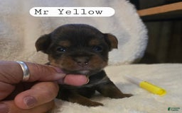 Yorkshire Terrier dogs for sale: Mr Yellow - Image 1