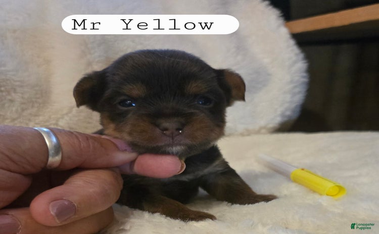 Yorkshire Terrier dogs for sale - Ad 5