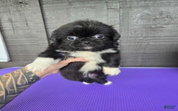 Pekingese dogs for sale: Carrie - Image 4