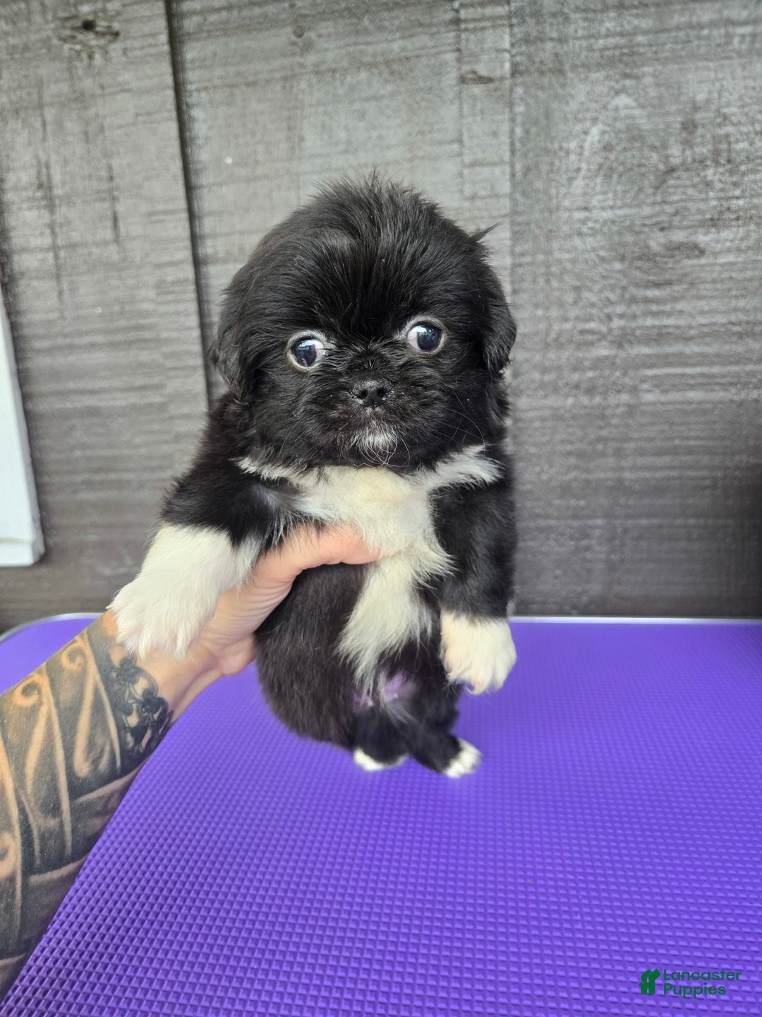 Pekingese dogs for sale: Carrie - Image 4