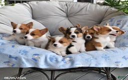 Welsh Corgi Pembroke dogs for sale: Welsh Corgi (Pembroke) 8 puppies - Image 4