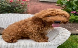 Mini Goldendoodle dogs for sale: Lilac - Image 1