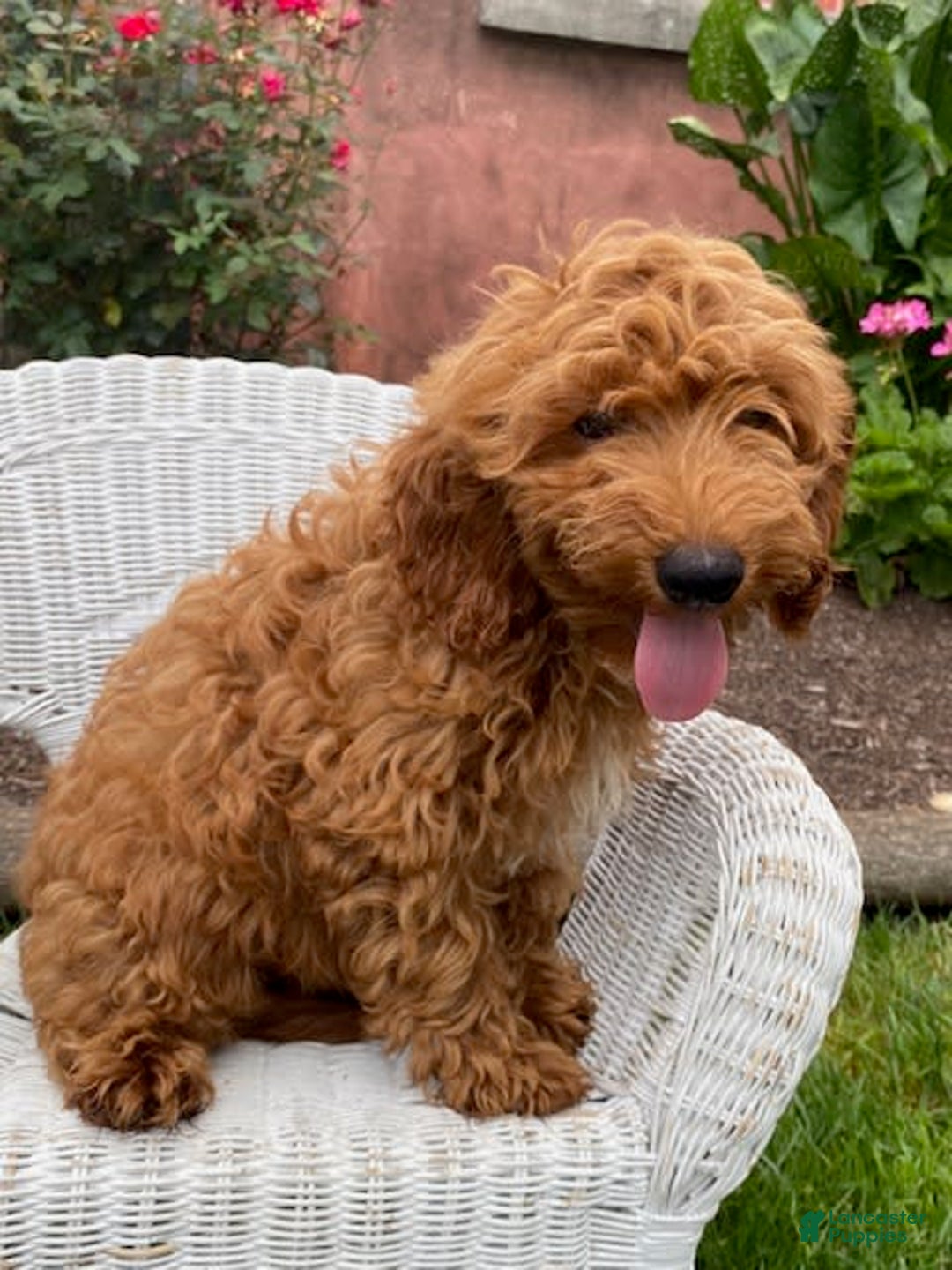 Mini Goldendoodle dogs for sale: Lilac - Image 1