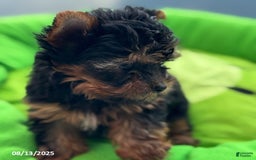 Yorkshire Terrier dogs for sale: Chanel - Image 6
