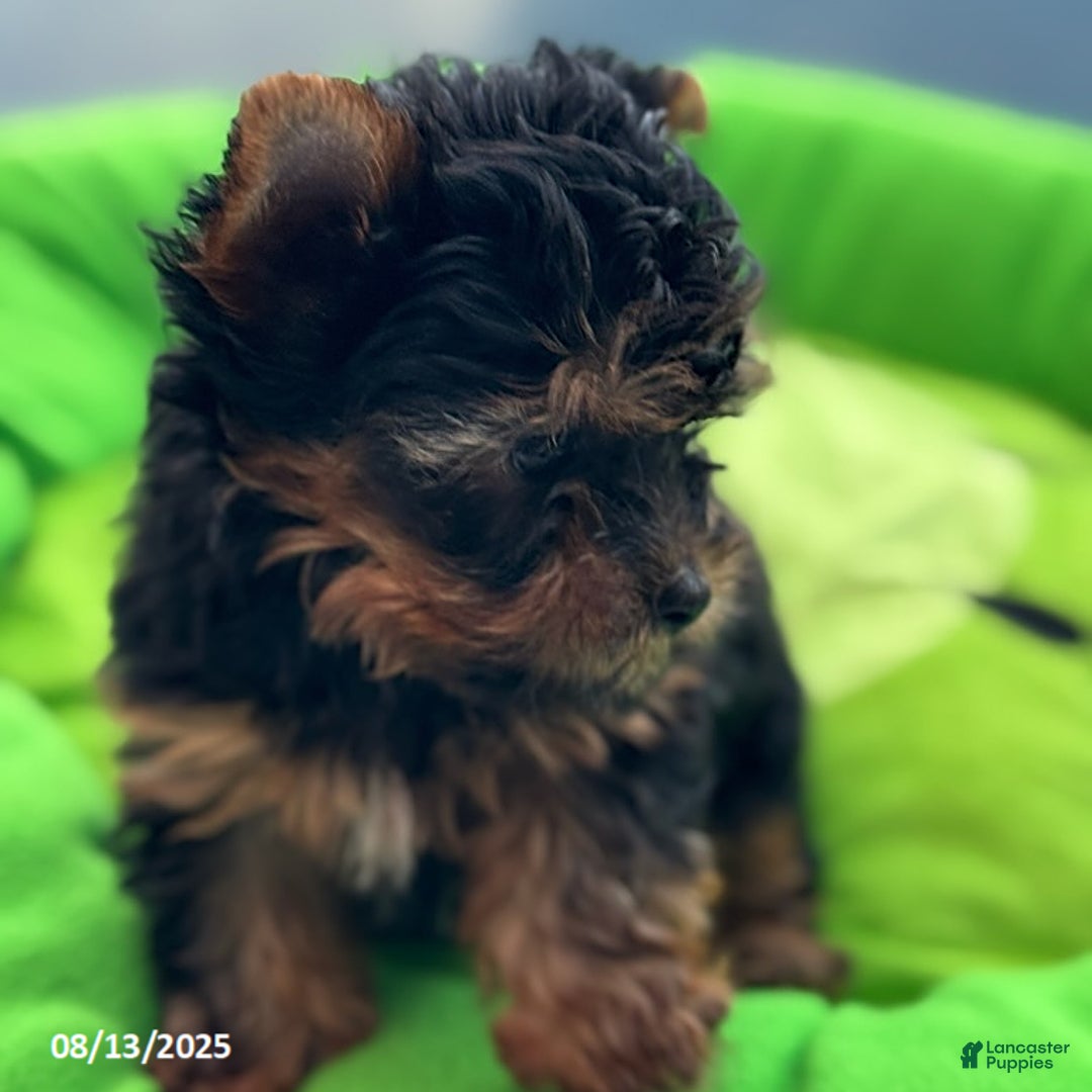 Yorkshire Terrier dogs for sale: Chanel - Image 6