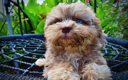 Havapoo dogs for sale: Dixie - Image 10