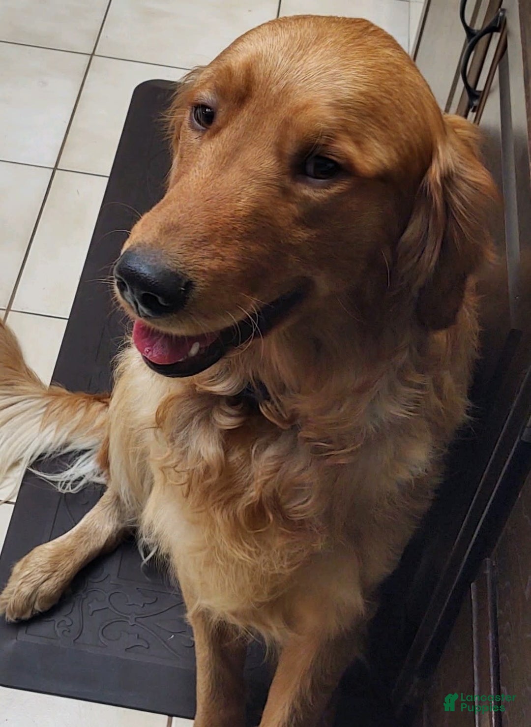 Golden Retriever dogs for sale: Coco - Image 4