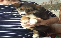Miniature Australian Shepherd dogs for sale: Sissy - Image 9