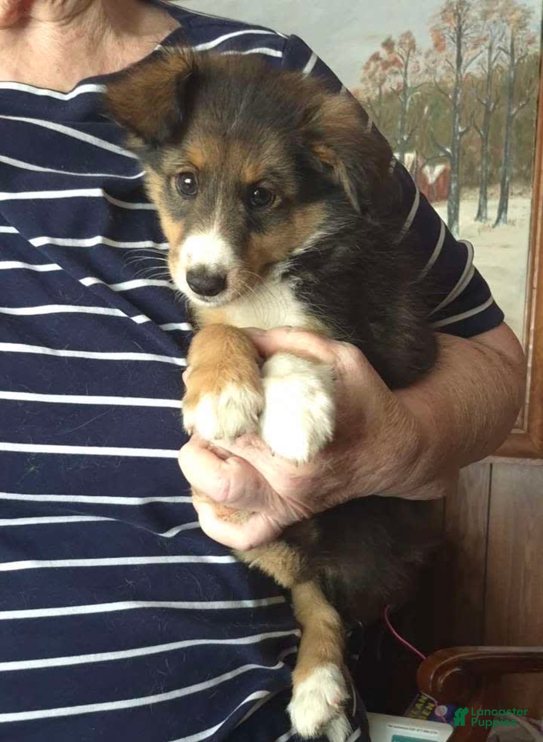 Miniature Australian Shepherd dogs for sale: Sissy - Image 9