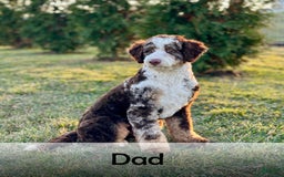 Mini Bernedoodle dogs for sale: Brooklyn - Image 31