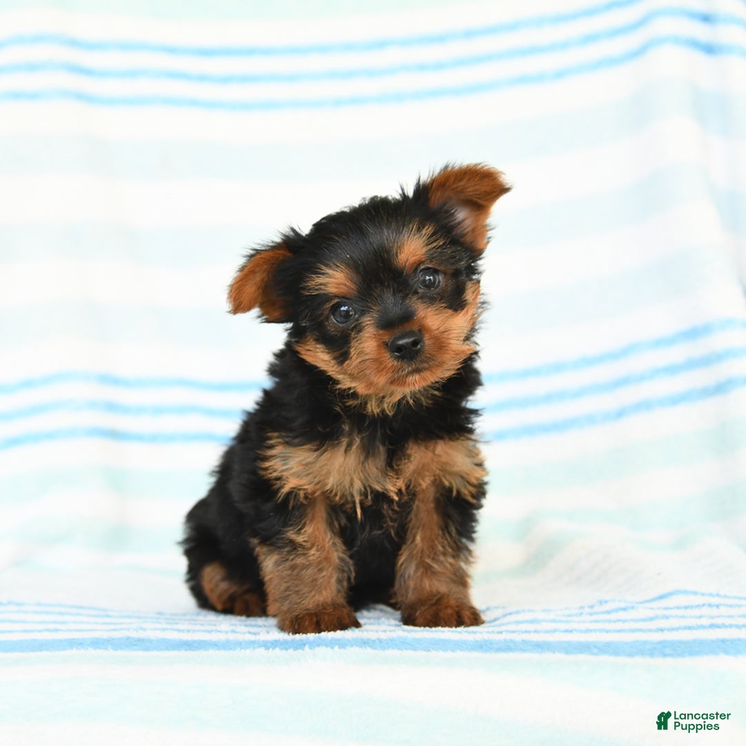 Yorkshire Terrier dogs for sale: Yorkshire Terrier 4 puppies - Image 7