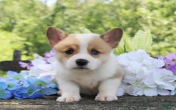Welsh Corgi Pembroke dogs for sale: Lola - Image 1