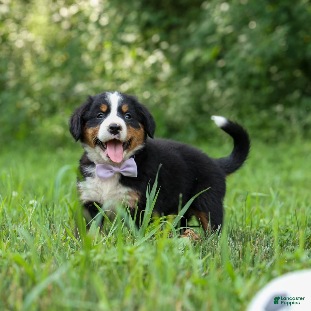 Bernese Mountain Dog dogs for sale: Suse - Image 12