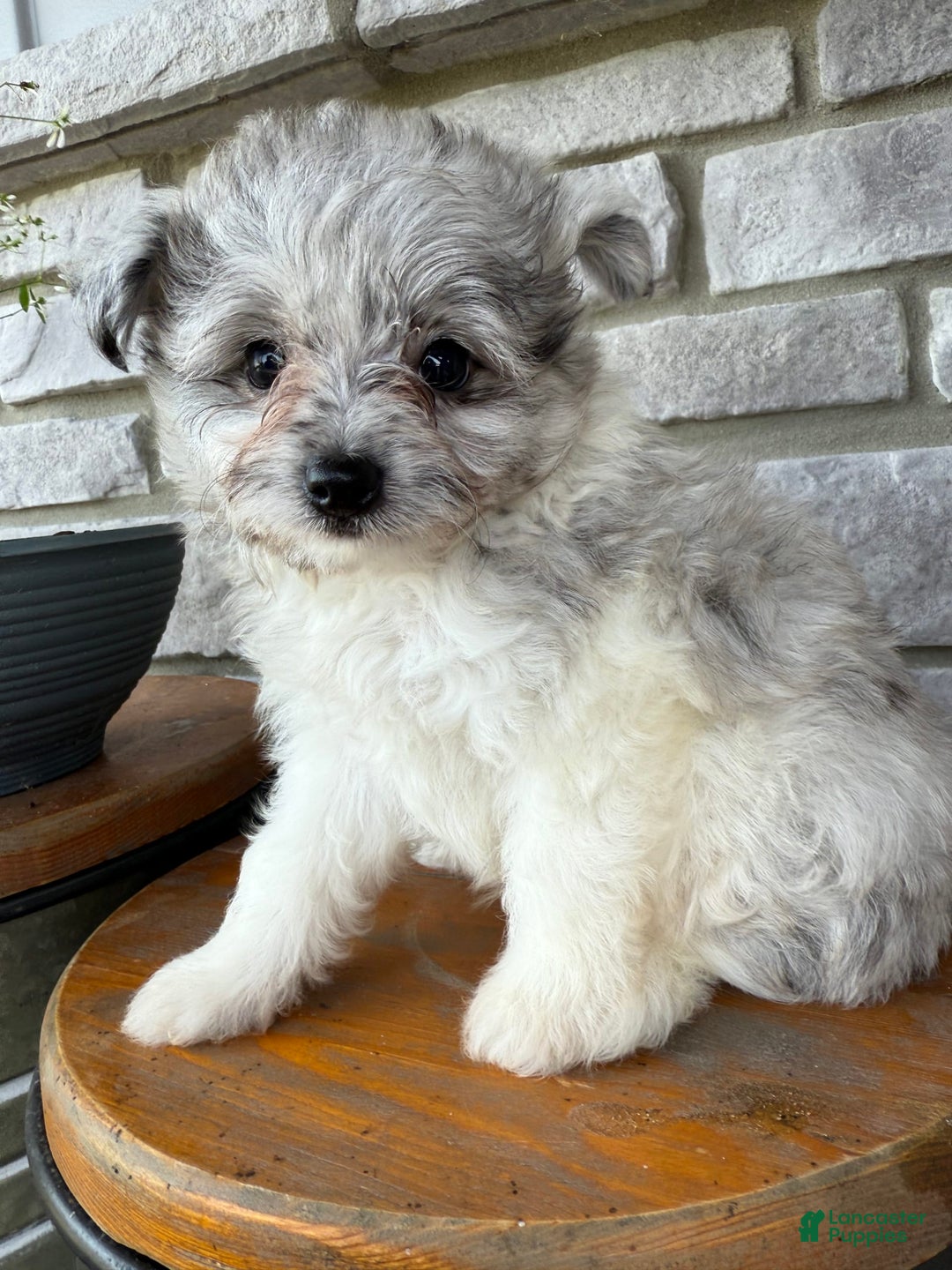 Pomapoo dogs for sale: Mason - Image 18