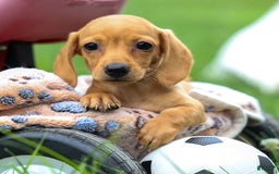 Miniature Dachshund dogs for sale: Miniature Dachshund 3 puppies - Image 21