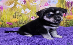 Goberian dogs for sale: Indie - Image 4