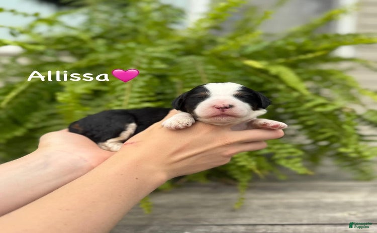 Aussiedoodle dogs - Advert 37