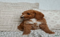 Goldendoodle dogs for sale: Blair - Image 4