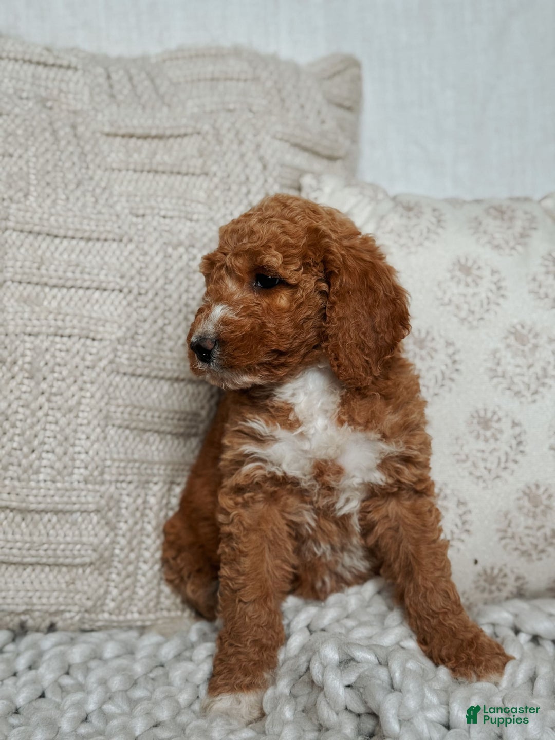 Goldendoodle dogs for sale: Blair - Image 4