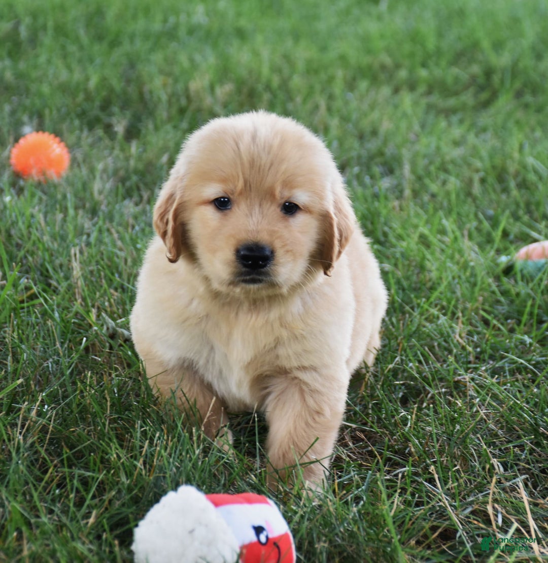 Golden Retriever dogs for sale: Golden Retriever 8 puppies - Image 10
