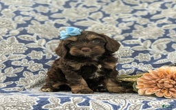 Cockapoo dogs for sale: Kristy - Image 5