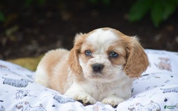 Cockalier dogs for sale: Randy - Image 1