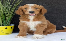 Goldendoodle dogs for sale: Mikey - Image 27