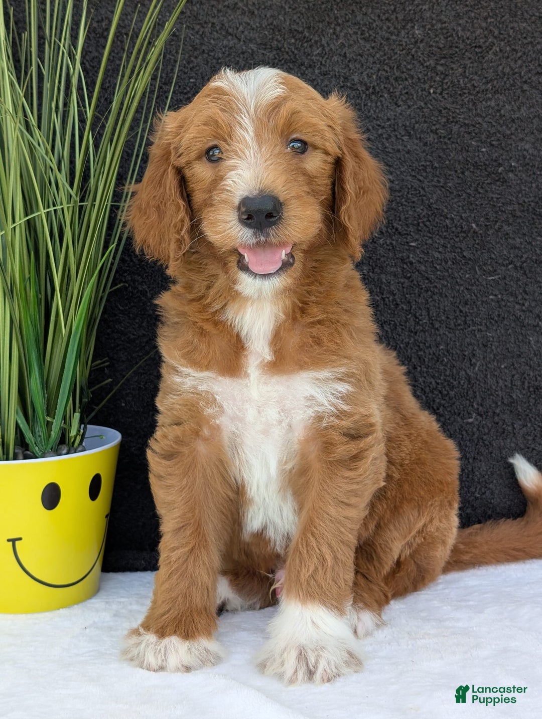 Goldendoodle dogs for sale: Mikey - Image 27