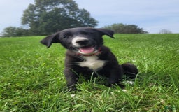 Border Collie dogs for sale: Bennie - Image 5