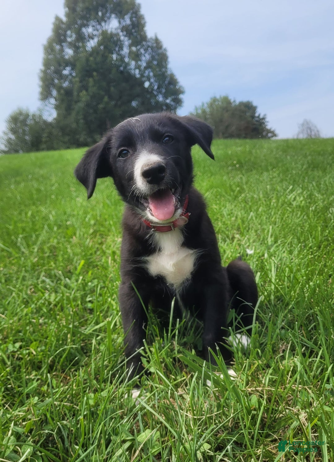 Border Collie dogs for sale: Bennie - Image 5