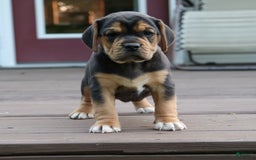 Beabull dogs for sale: Hope - Image 6