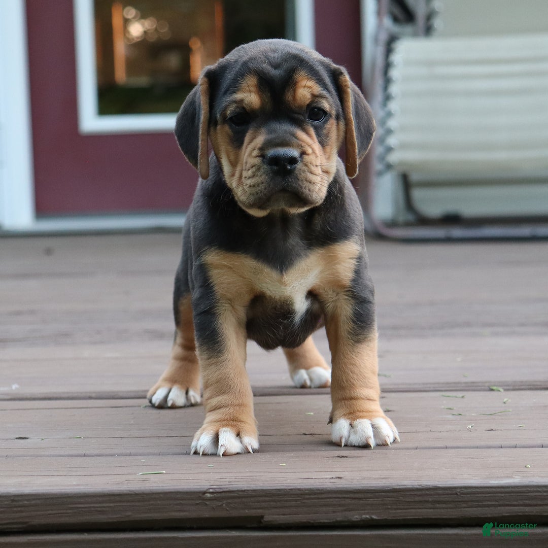 Beabull dogs for sale: Hope - Image 6