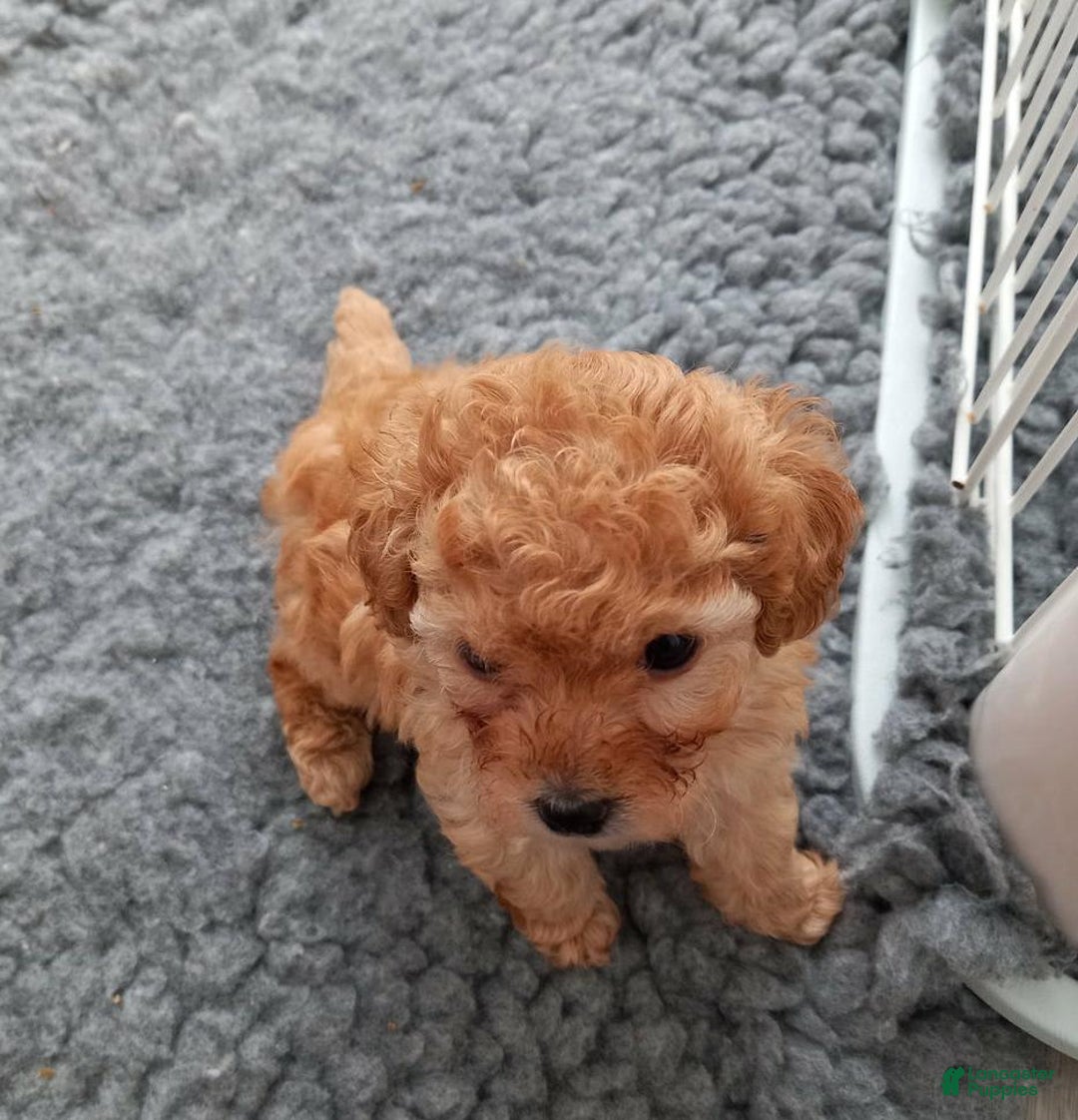 Maltipoo dogs for sale: Rachel - Image 5