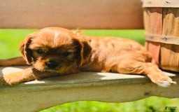 Cavalier King Charles Spaniel dogs for sale: Daisy - Image 5
