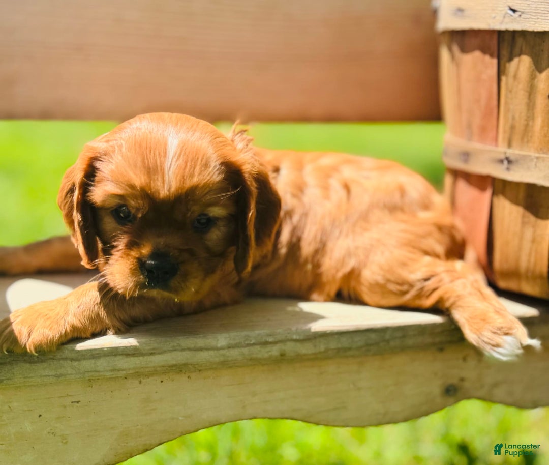 Cavalier King Charles Spaniel dogs for sale: Daisy - Image 5