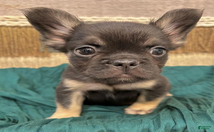 French Bulldog dogs for sale - Ad 2
